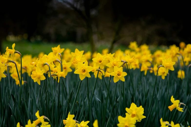 a field filled with lots of yellow flowers