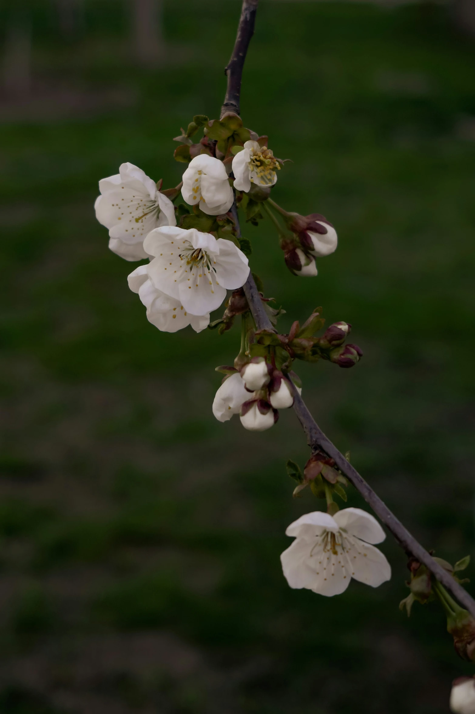 white flowers and leaves are seen on this tree