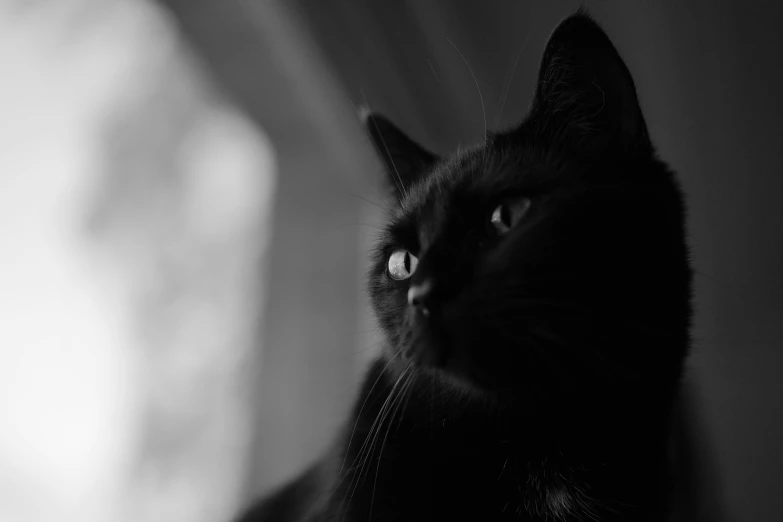 a black cat is staring at soing out a window