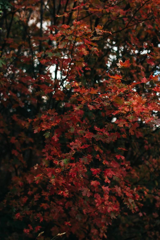 an orange red yellow leaves tree in the fall