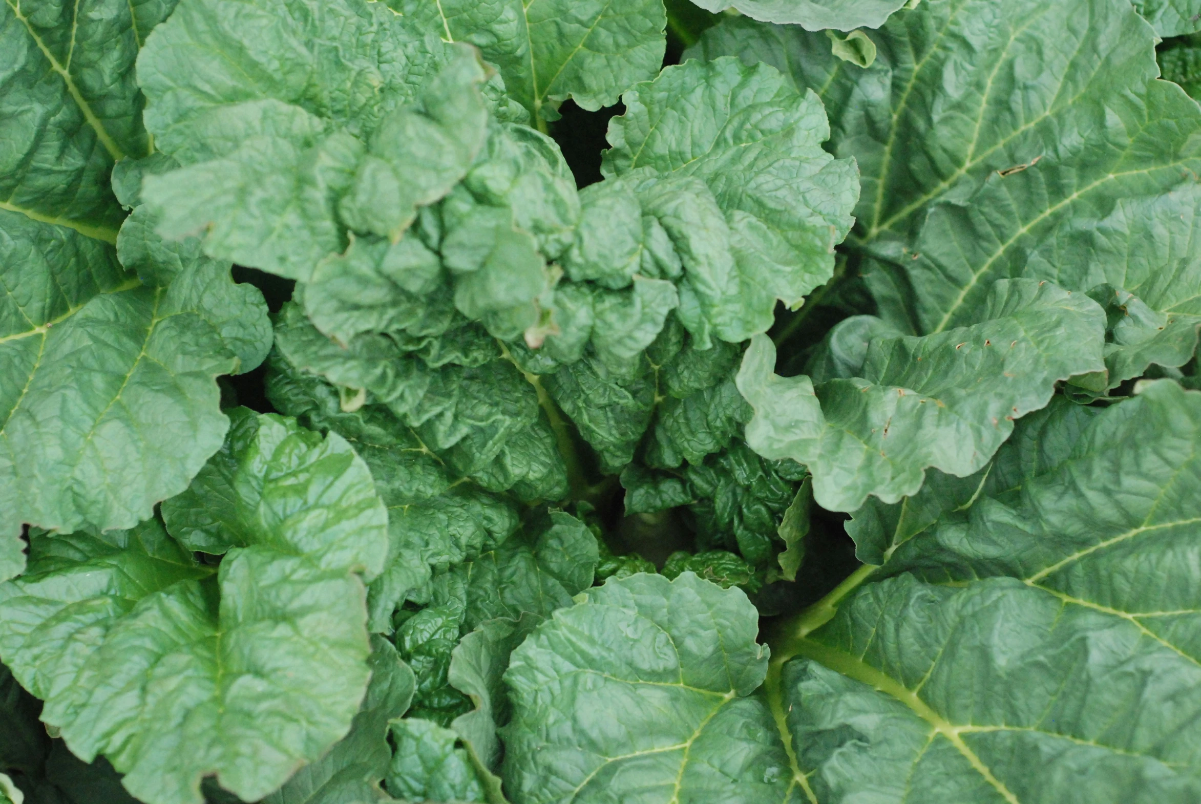 green leaves in a close up picture, all green