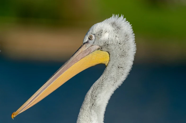 the head and neck of a bird with a yellow beak