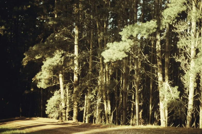 a scenic view of a forest with trees on the side of it