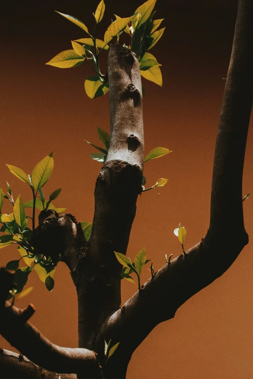 the nches and leaves of a tree with yellow flowers