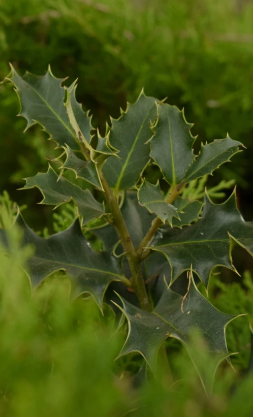 a large leaf on a bush near some trees