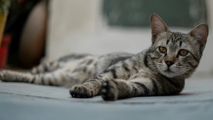 a cat laying on the floor in front of a potted plant