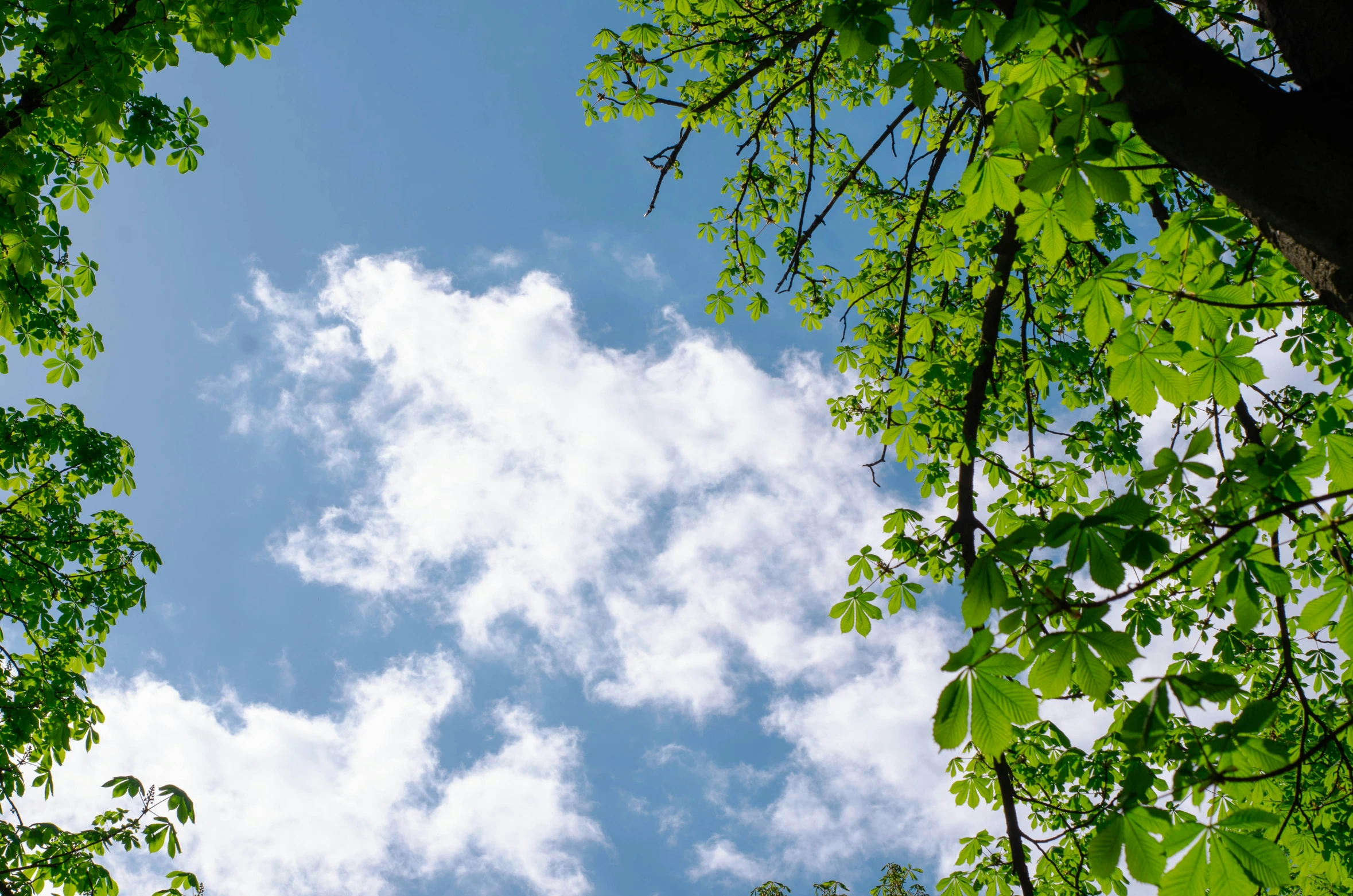 green leaves and nches are surrounding the tree's canopy