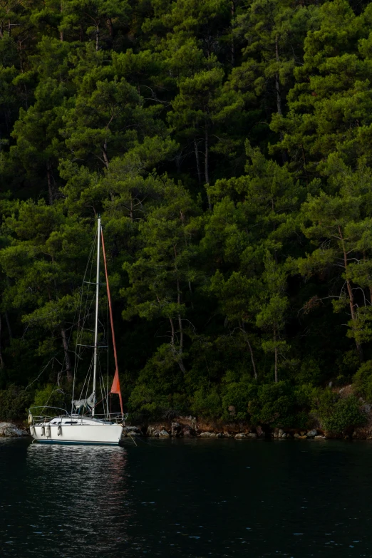 a sail boat sailing in the water near a forested area