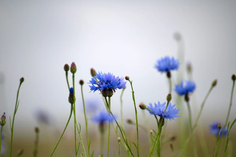 blue flowers stand out against the sky in this picture