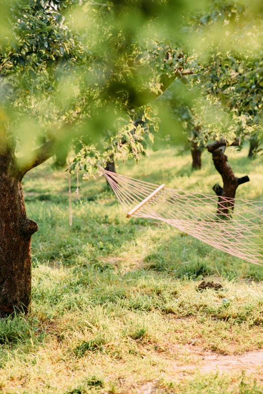 the teddy bear is lying in a hammock in the grass