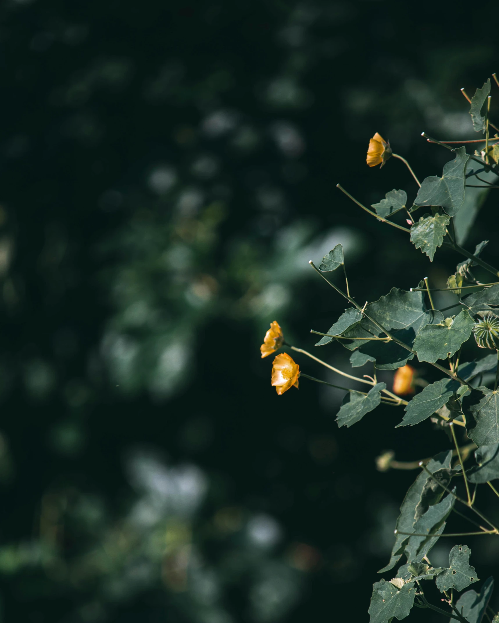 the leaves on this plant are orange