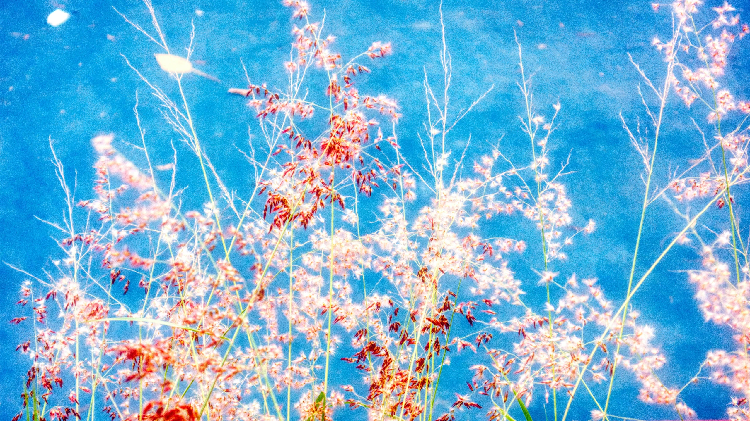 a blue sky with white flowers growing in the middle