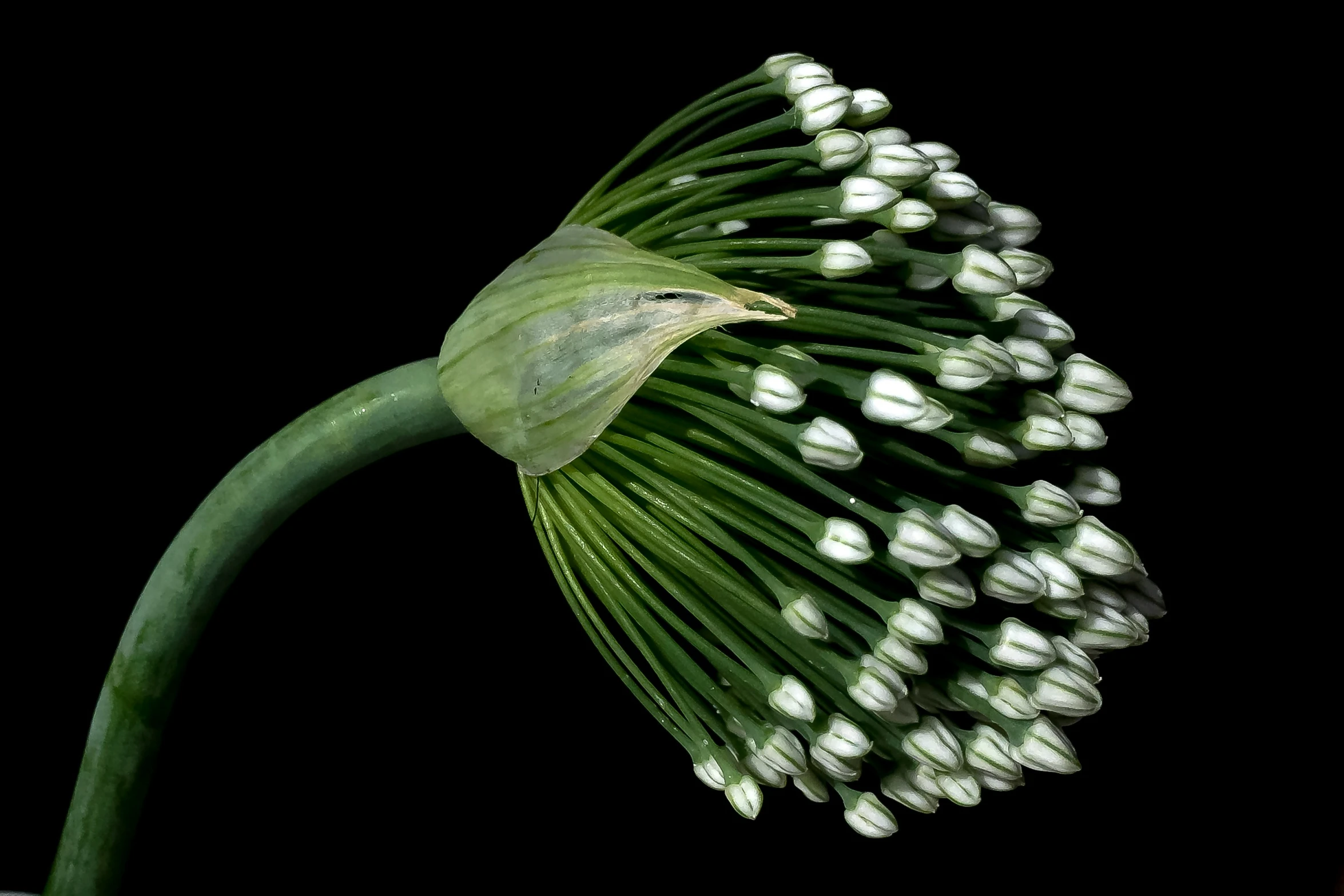 there are white flowers on a large stem