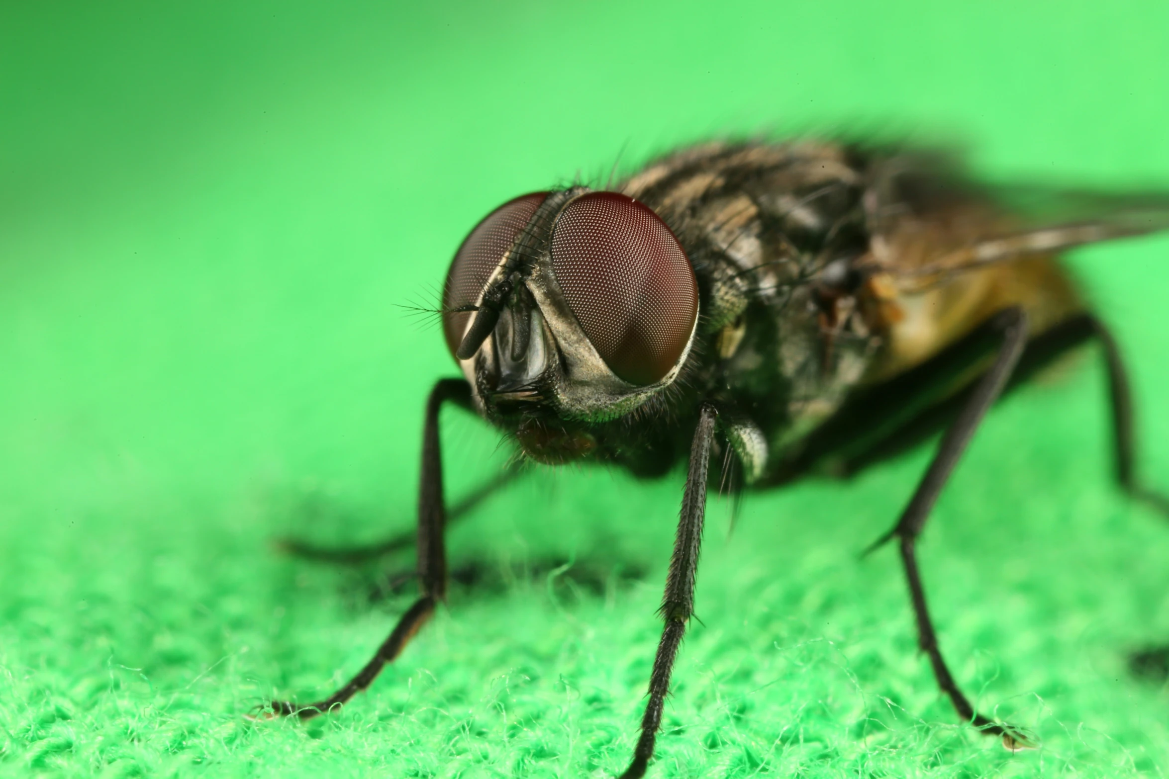 the fly with the black eyes is standing on the green surface