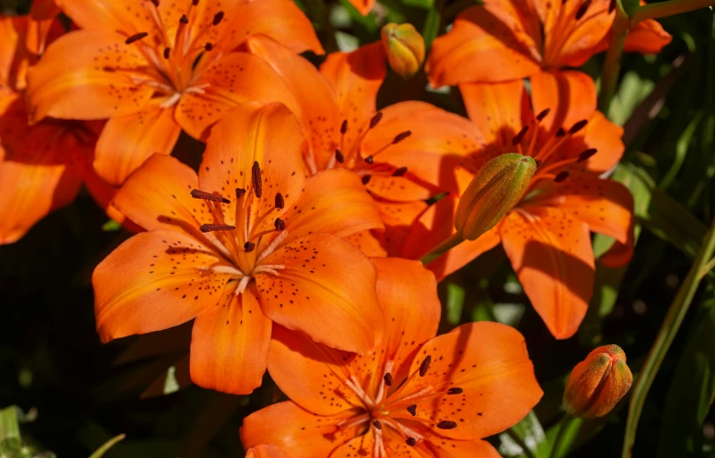 some orange flowers with yellow stamenia on the stem