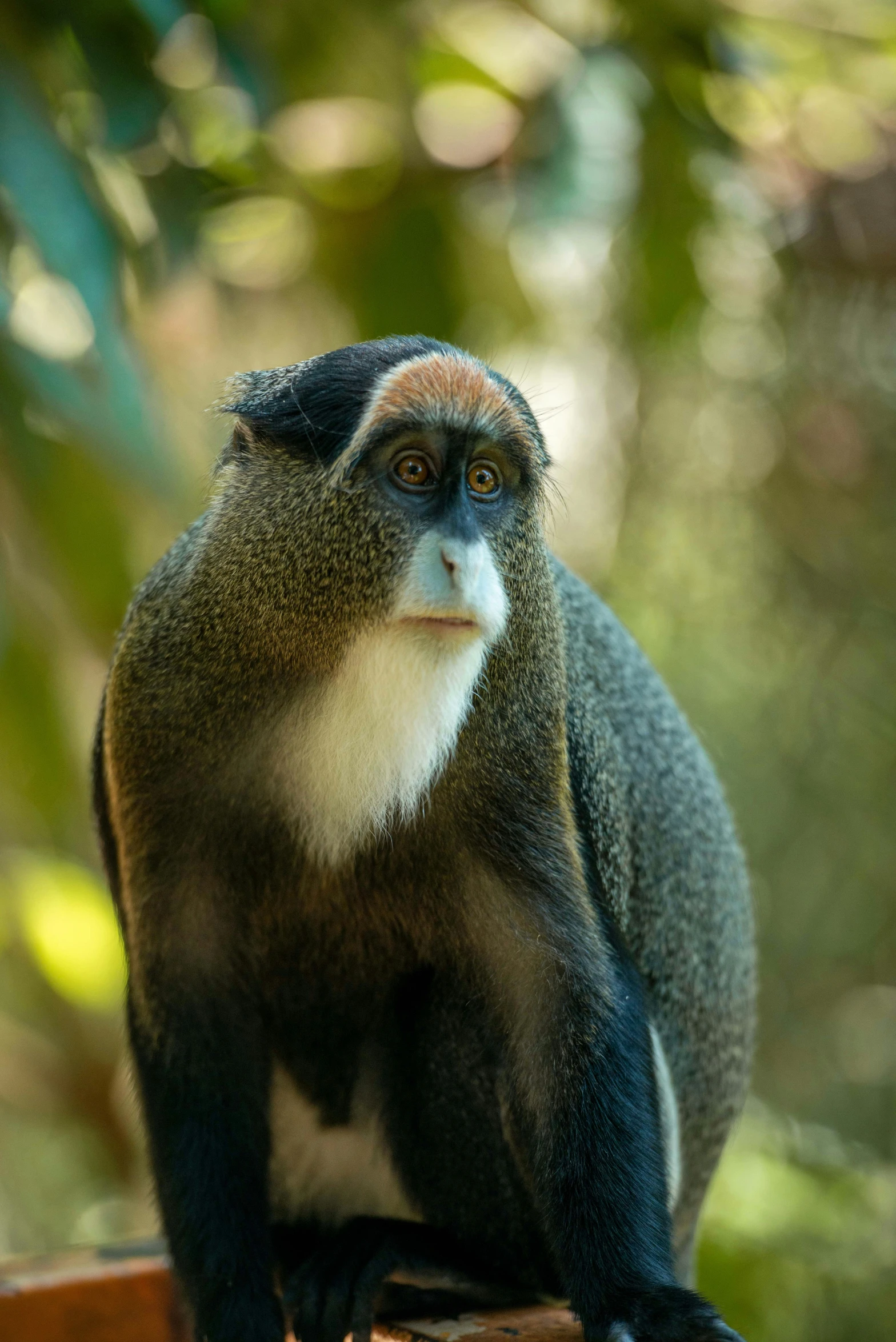 a long - haired monkey is perched on a wooden table