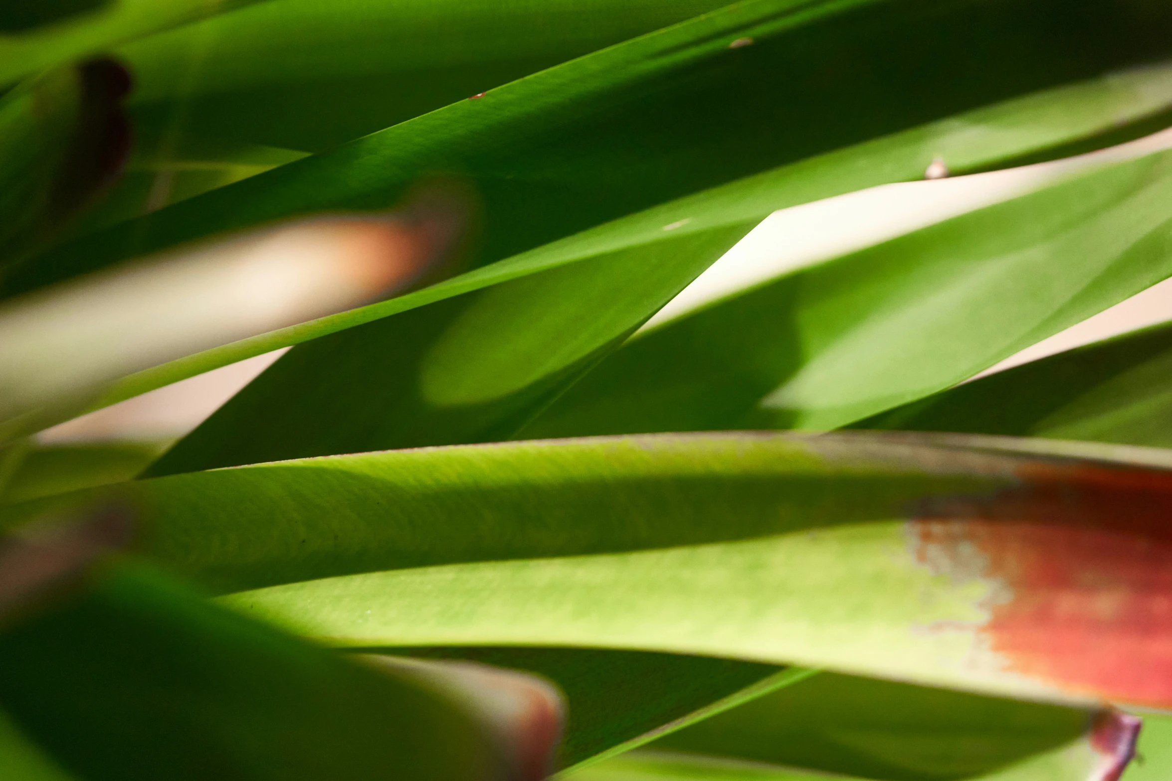 a close - up po of leaves in the background