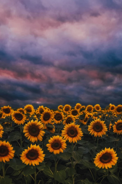 a very large sunflower field with very bright colors