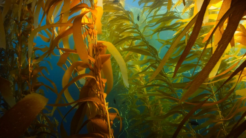 water plants and algaes under a bright sun