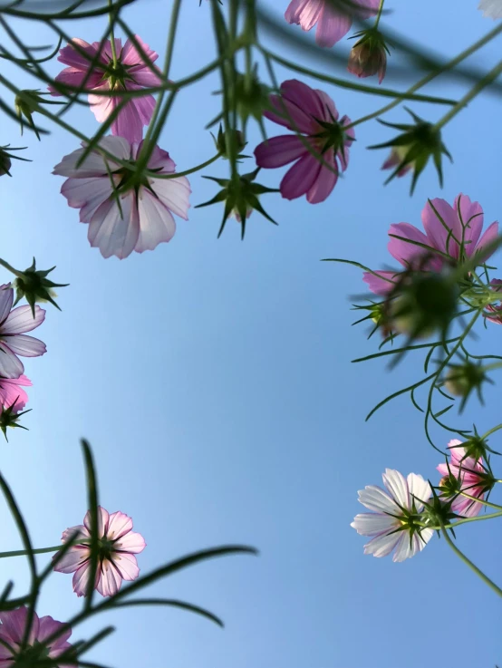 pink flowers in a bunch against the blue sky