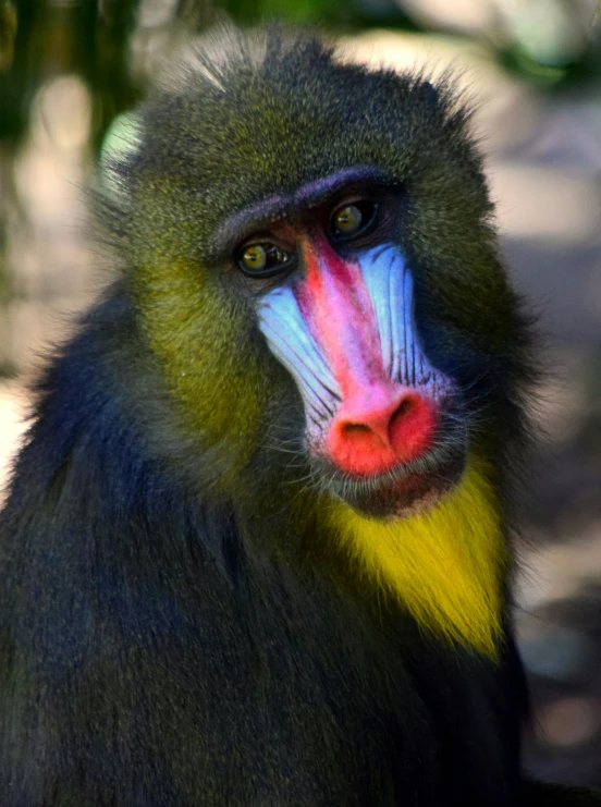 a long - haired, black and yellow monkey is with its mouth painted