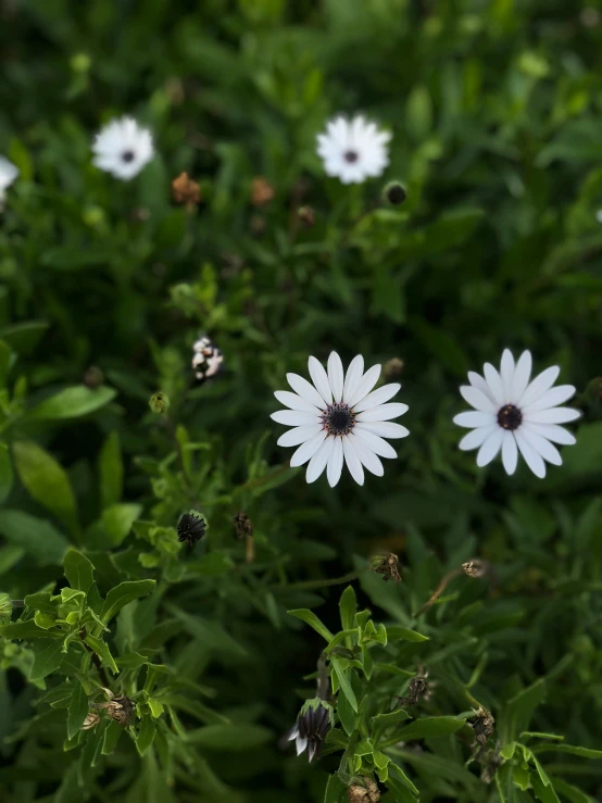 several white flowers are in the middle of some green leaves