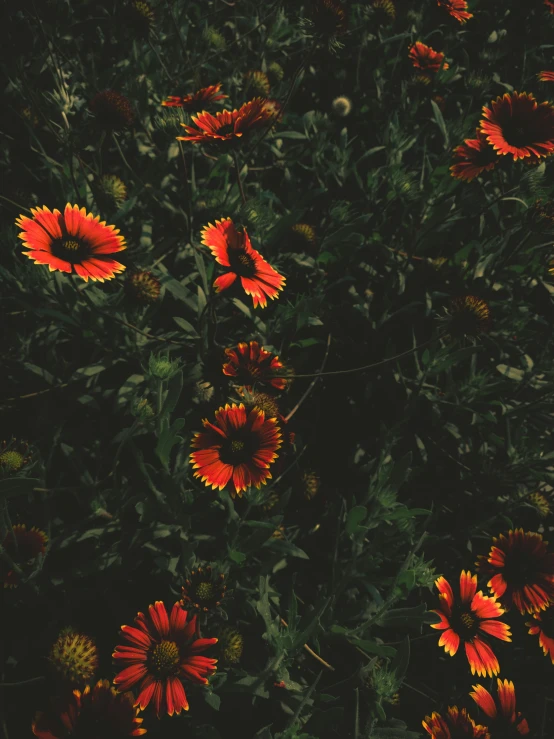 yellow and orange flowers in an array on the ground