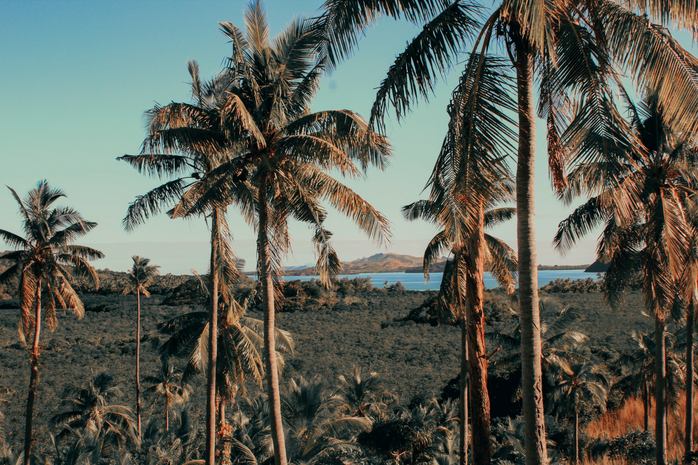 many palm trees, bushes, and water on the horizon