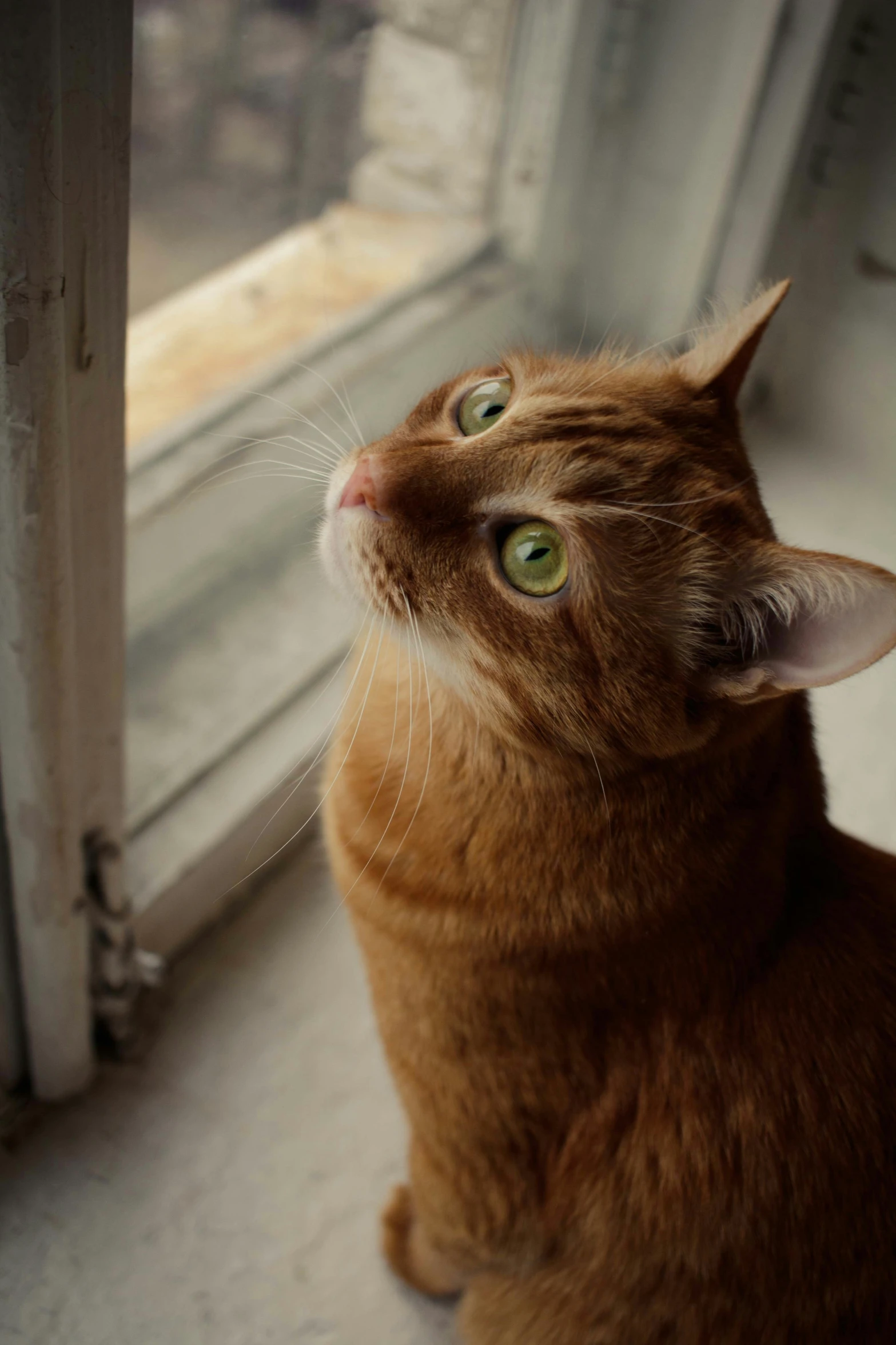 a close up of a cat looking out a window