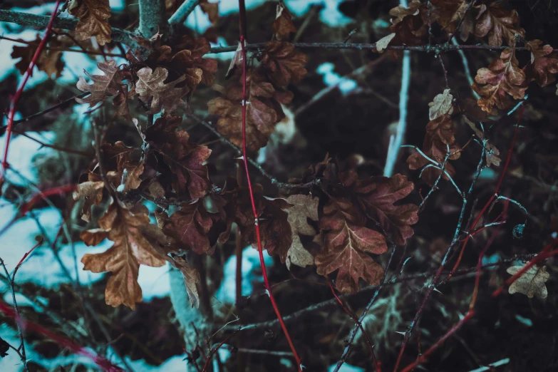 an image of a tree nch with leaves on it