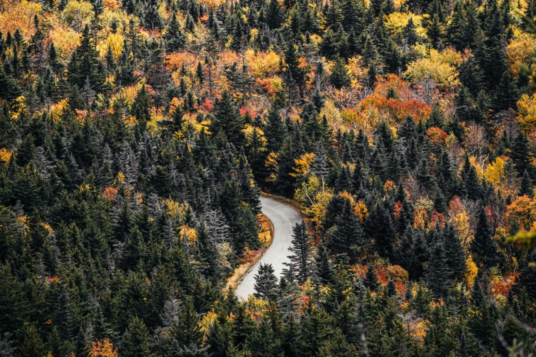 an aerial view of a road going through trees in autumn