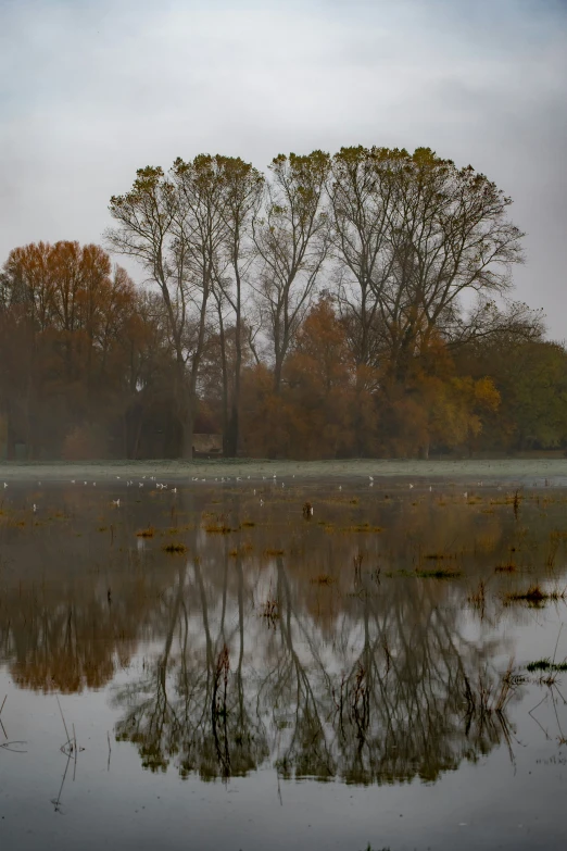 trees and ducks near water in front of gray sky