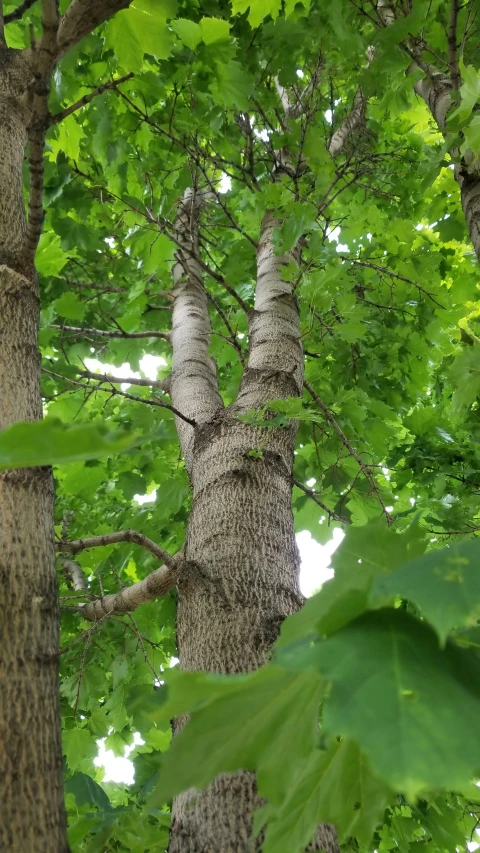 the trunk of a tree that has a lot of green leaves around it