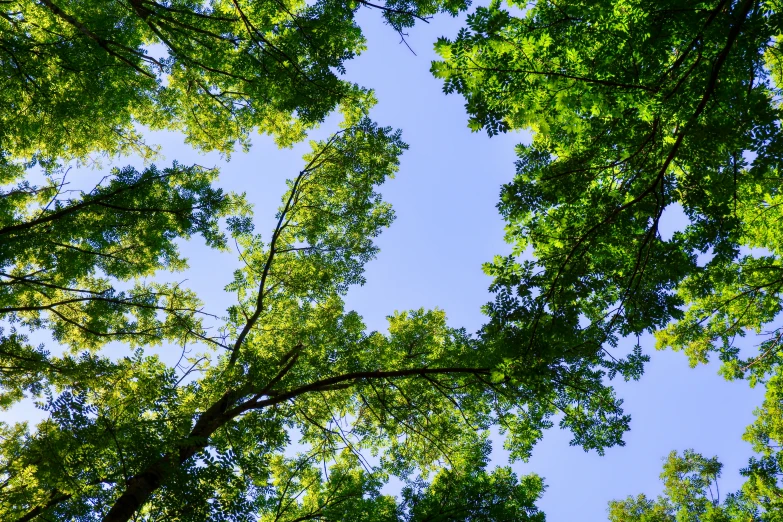 looking up at a tree with no leaves