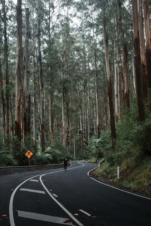 a road curves next to tall trees and foliage