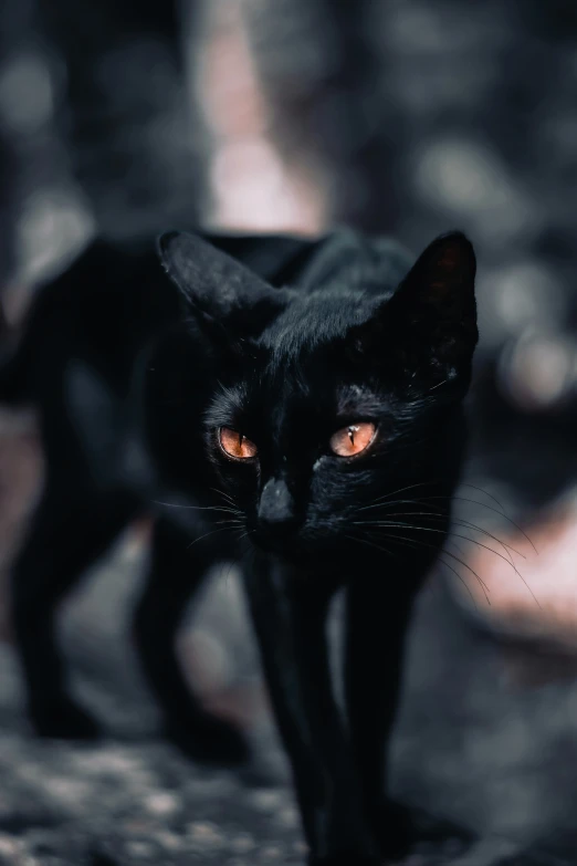 a black cat walking through a forest filled with leaves