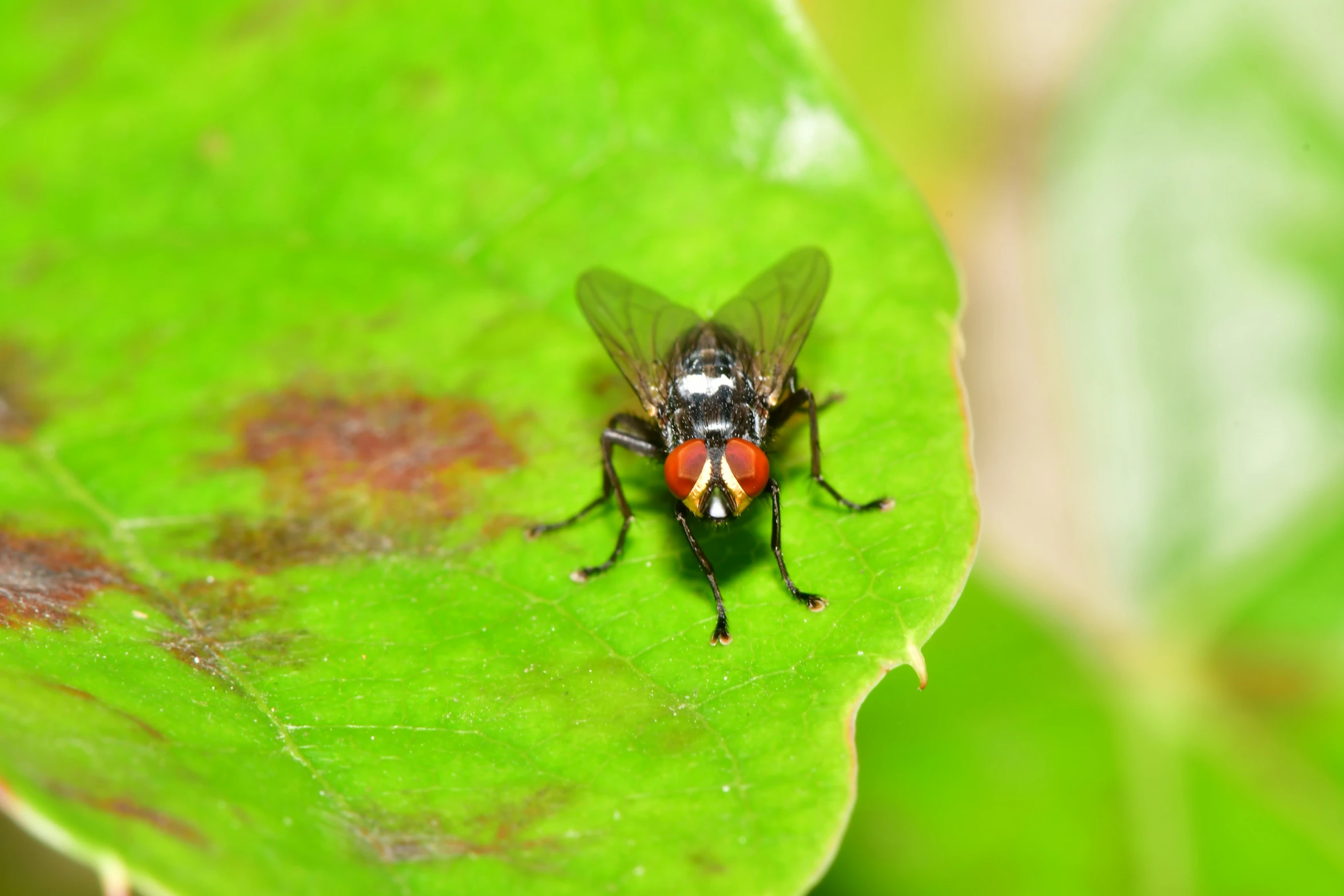 a fly on a leaf with very red accents