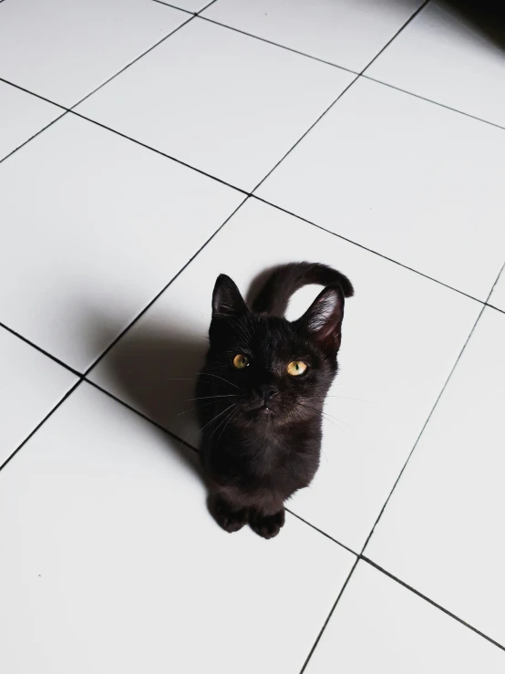 a black cat is sitting on the floor