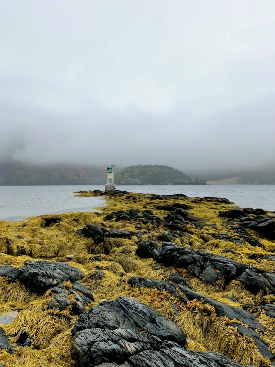 a lone bird on top of a rocky beach