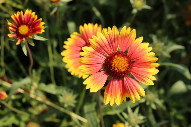 two very pretty flowers in a field of bright red and yellow