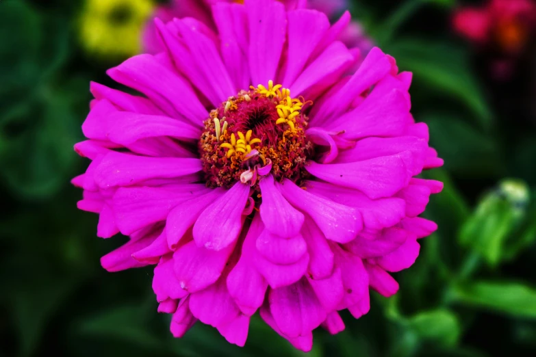 a large purple flower surrounded by lots of flowers