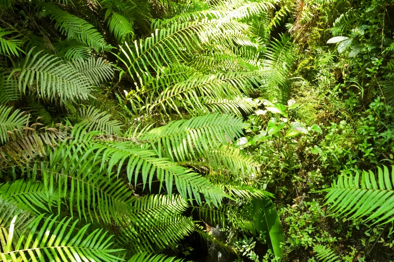 green plants and foliage fill the canopy of a forest