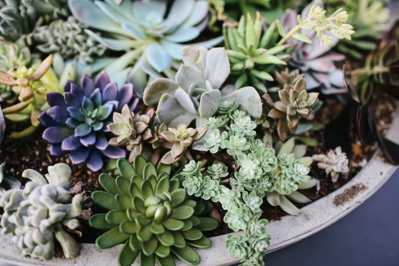 a picture of a variety of succulent plants together