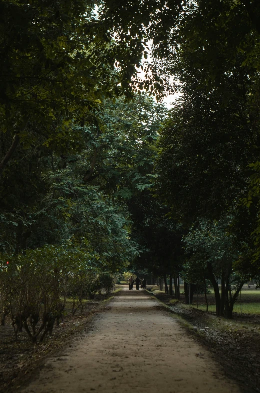 a dirt road that is surrounded by lots of trees