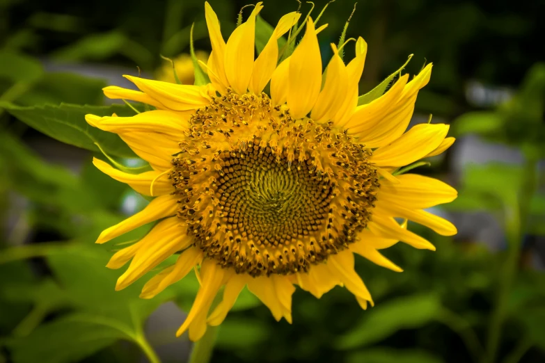 the large yellow flower is surrounded by green foliage