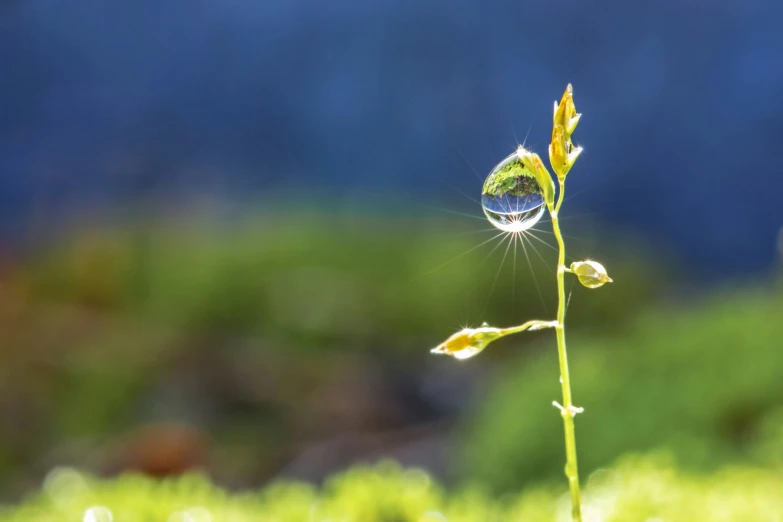 a water drop on top of a flower in the grass