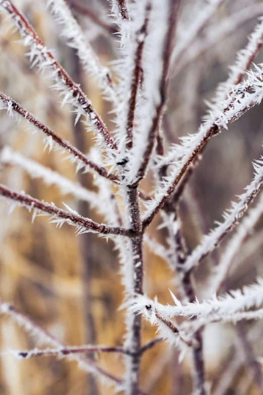 a frozen nch with drops of ice on it