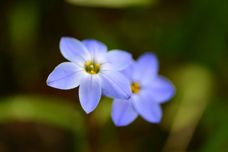 closeup of blue flowers on green stems