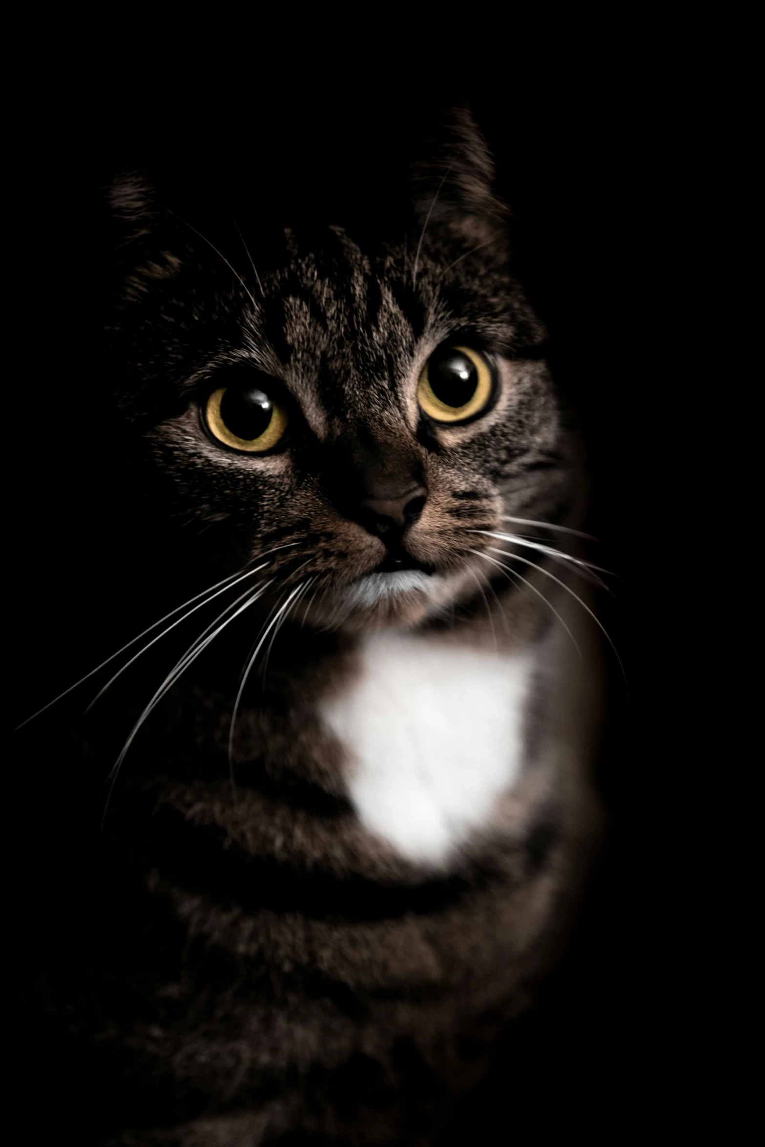 a black and gray cat stares at soing