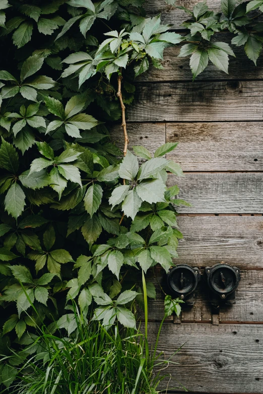 a small plant near some dark shoes in the grass